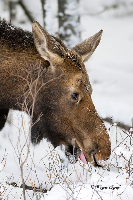 Browsing Cow Moose 118 by Dr. Wayne Lynch &copy;